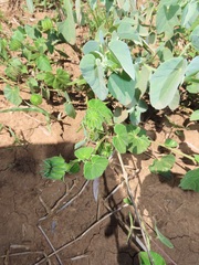 Abutilon sonneratianum