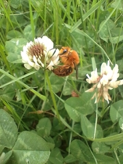 Cadeguala occidentalis