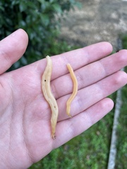 Clavariaceae