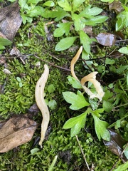Clavariaceae