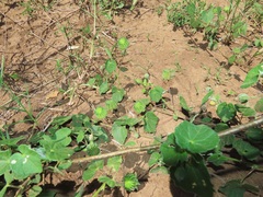 Abutilon sonneratianum