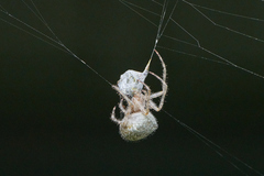 Araneus cavaticus
