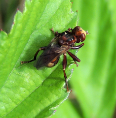Sicus ferrugineus
