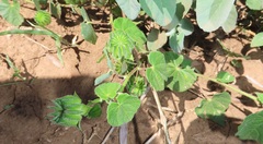 Abutilon sonneratianum