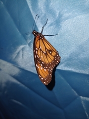 Danaus eresimus plexaure