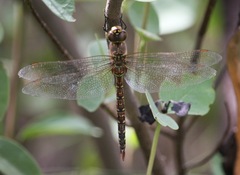 Rhionaeschna multicolor