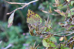 Weigela praecox
