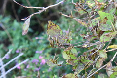 Weigela praecox