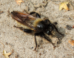 Laphria flava