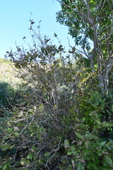 Weigela praecox