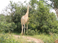 Giraffa camelopardalis rothschildi