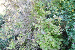 Weigela praecox
