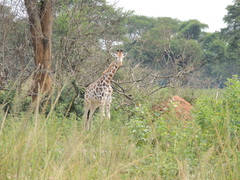 Giraffa camelopardalis rothschildi