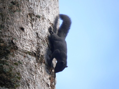 Callosciurus caniceps