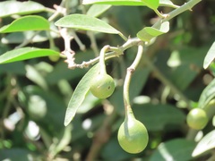 Capparis tomentosa