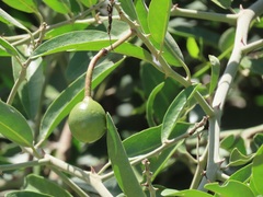 Capparis tomentosa