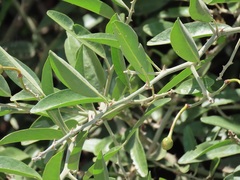 Capparis tomentosa