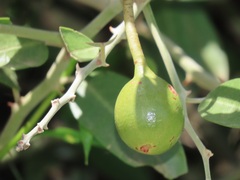 Capparis tomentosa