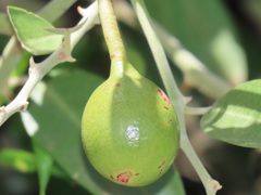 Capparis tomentosa