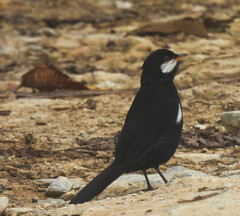 Entomodestes coracinus