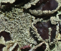 Xanthoparmelia tinctina