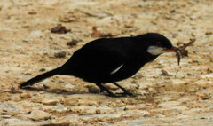 Entomodestes coracinus