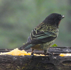 Ixothraupis rufigula