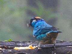 Chalcothraupis ruficervix