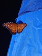 Danaus gilippus gilippus