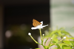 Taractrocera luzonensis
