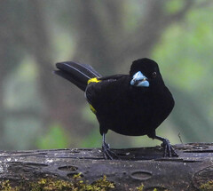Ramphocelus flammigerus