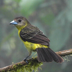 Ramphocelus flammigerus