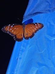 Danaus gilippus gilippus