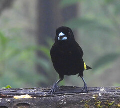 Ramphocelus flammigerus