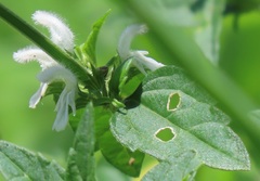Leucas glabrata