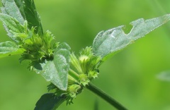 Leucas glabrata