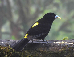 Ramphocelus flammigerus