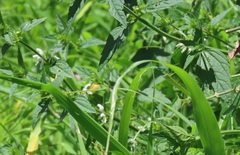 Leucas glabrata