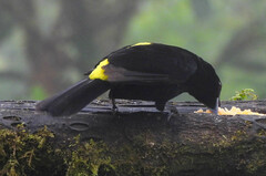 Ramphocelus flammigerus