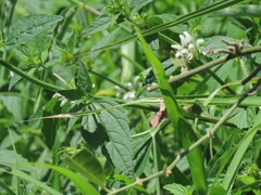 Leucas glabrata