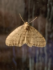 Operophtera bruceata