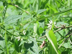 Leucas glabrata