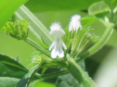 Leucas glabrata