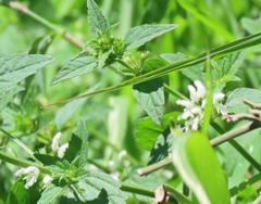 Leucas glabrata