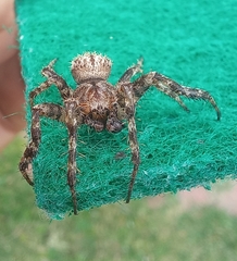 Pararaneus cyrtoscapus