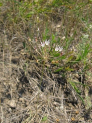 Allium inaequale