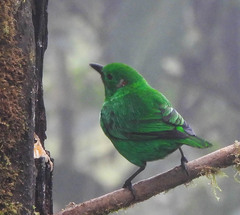 Chlorochrysa phoenicotis