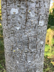 Camptotheca acuminata