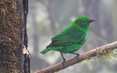 Chlorochrysa phoenicotis