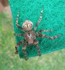 Pararaneus cyrtoscapus